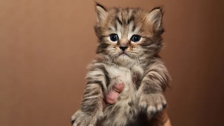 Too Much Food — Tiny Kitty, Big Risks