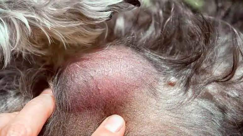 If This Grows or Changes, Please See Your Vet in the Next 24 Hours