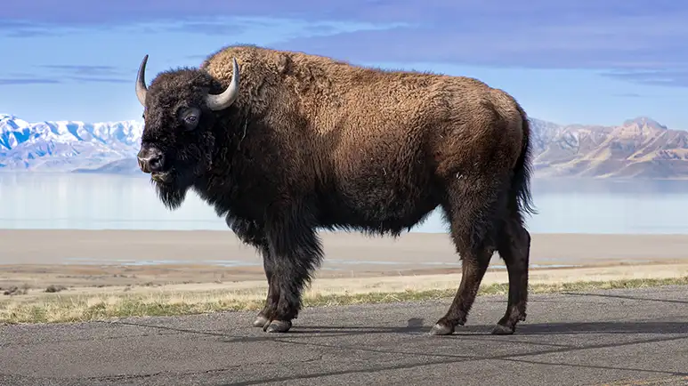 Rare Genetically Pure American Bison Discovered in Utah