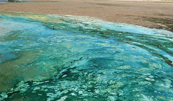 blue green algae