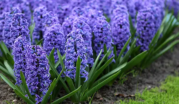 blue hyacinth