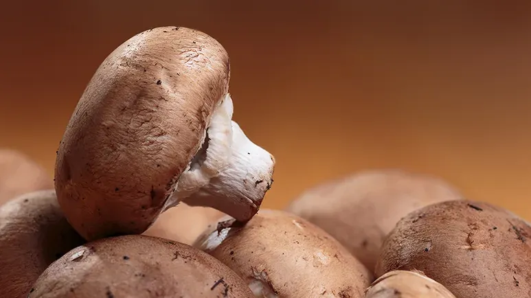 Could This Mushroom Be the Key to Longevity in Pets?