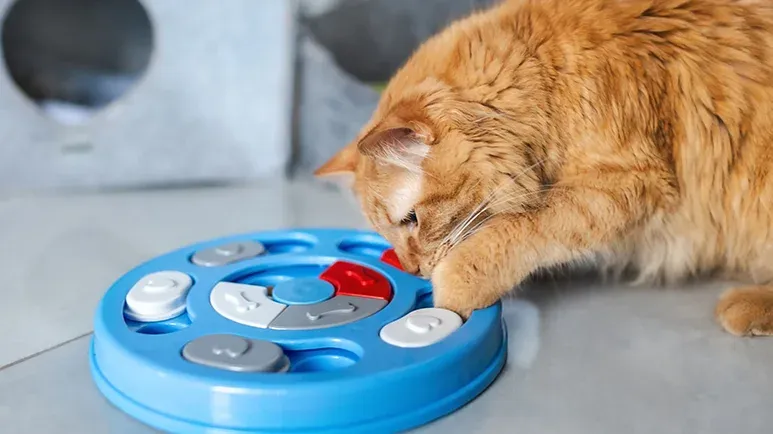 One Tiny Toy, a Big Boost for Bored Cats