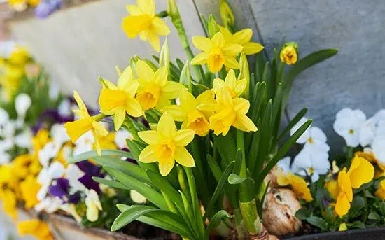daffodils