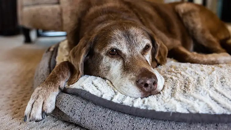 One of the Most Untreated Types of Pain in Dogs