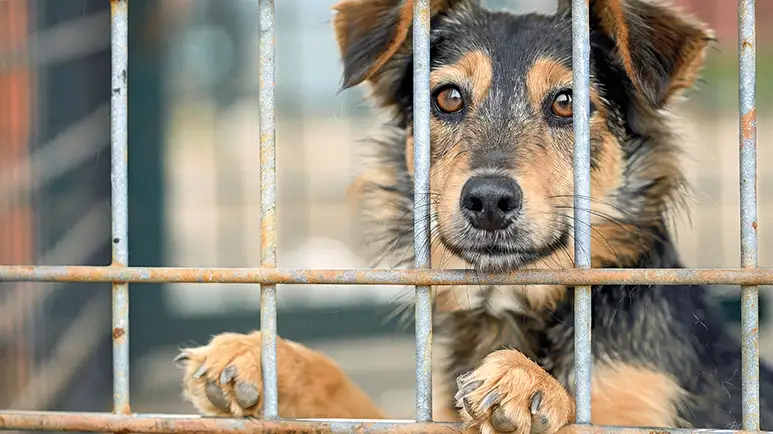 These Testing Mistakes Mean Death for Any Animal That Fails