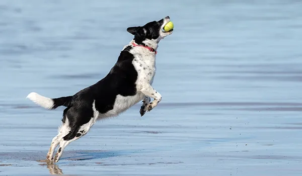 dog playing fetch
