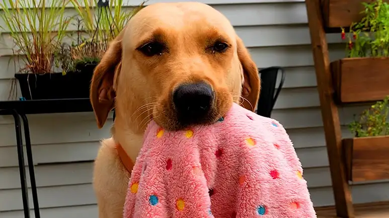 Dog's Blanket Obsession Ends in the Sweetest Surprise