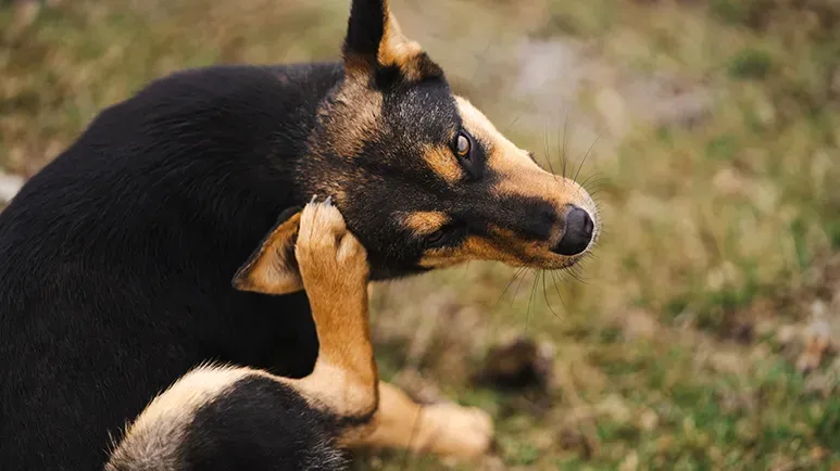 Turns Your House Into a Frightful Mess, and Means Pain and Discomfort for Your Pet