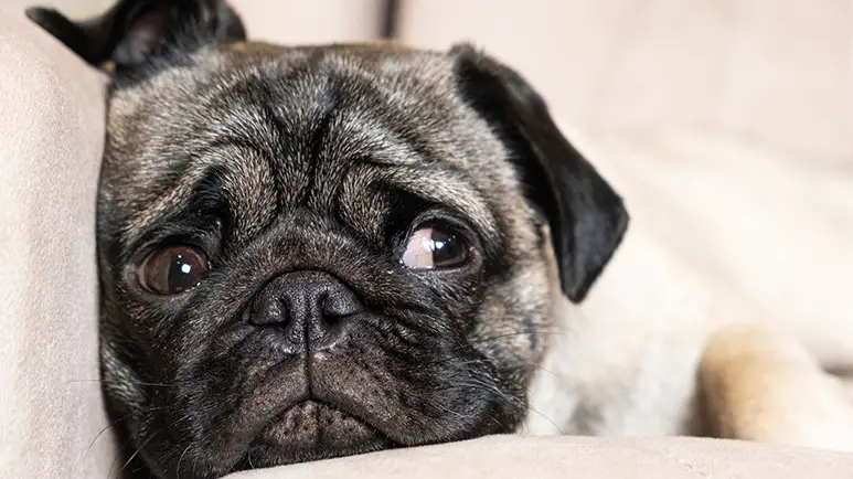 When Your Pup's Wiggles Turn to Worries