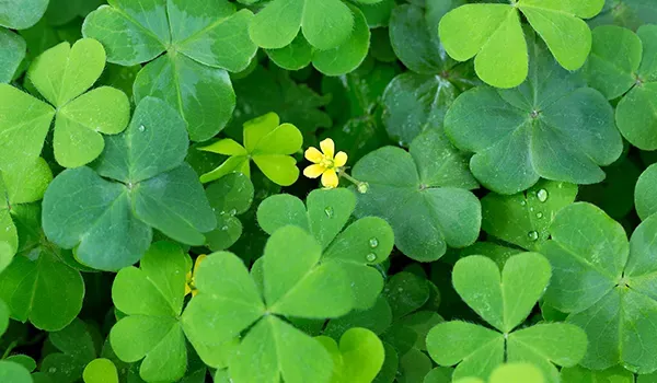 english shamrock