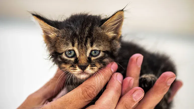 Some Vets Suggest Euthanizing Kitties for This, but Don't Buy the Lie