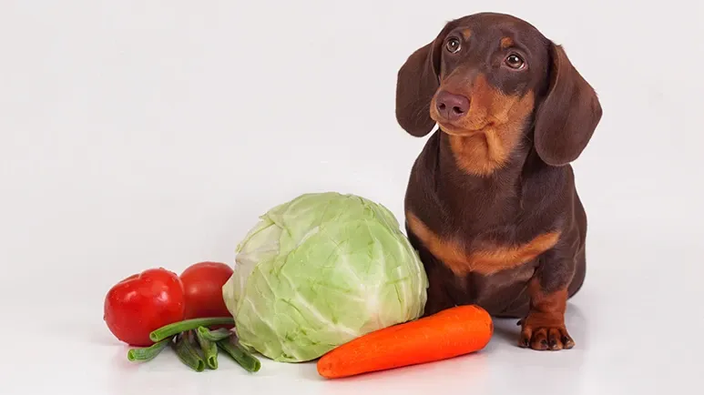 Could This Simple Nutrient Keep Tails Wagging Longer?