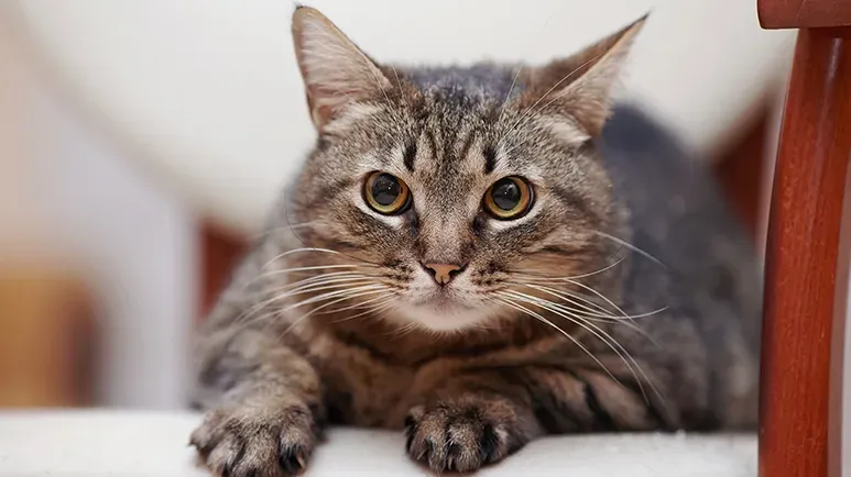 Almost Like Starving Your Cat, This Is Harmful in so Many Ways