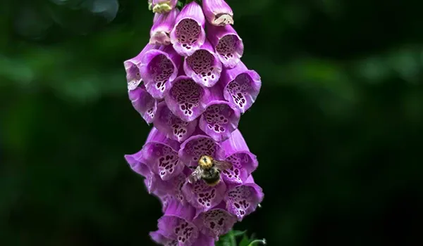 foxglove