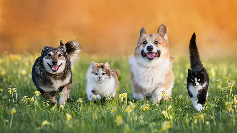 The Hidden Role of Detox in Pet Healing