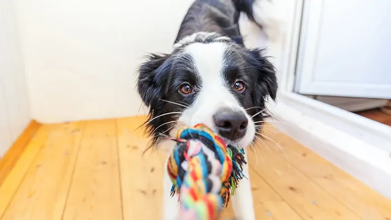 Snowed In? These Tricks Keep Paws Busy