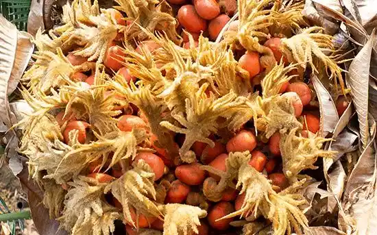 leaves and seeds of sago palm
