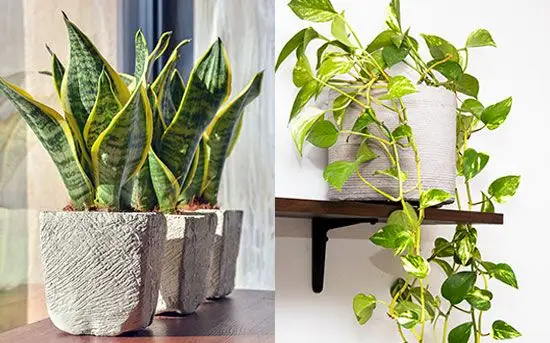 mother-in-laws tongue and devils ivy