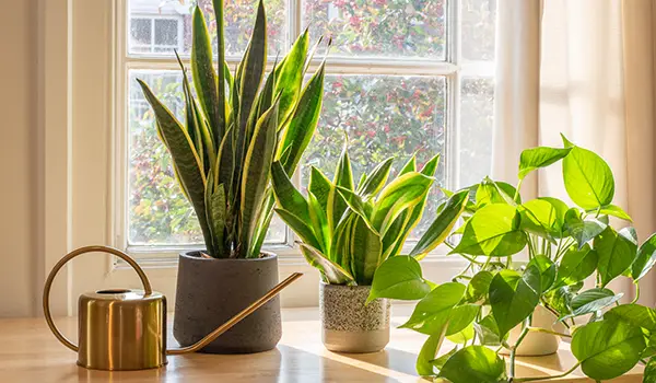 mother-in-law's tongue and devil's ivy