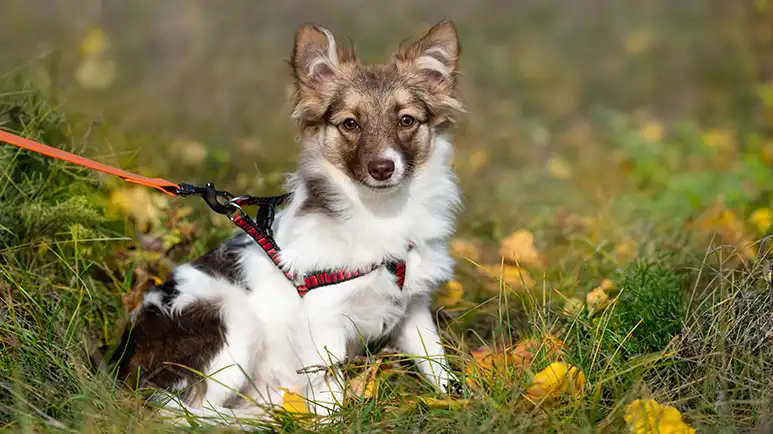 What All Dogs Need Every Day, Without Fail