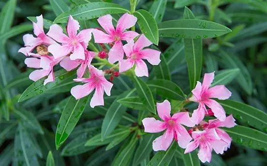 oleander