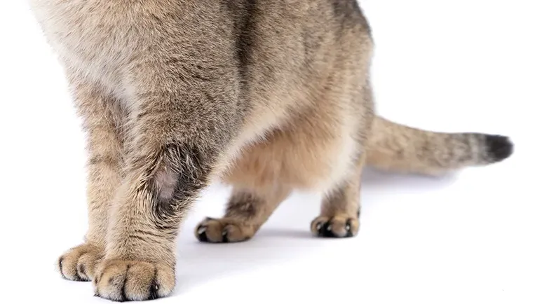 This Common Issue Could Be Behind Your Pet's Patchy Fur