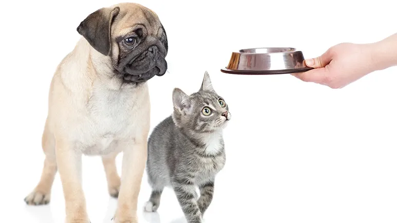 Advice from Most Veterinarians About This Stinks