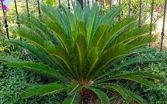 sago palm