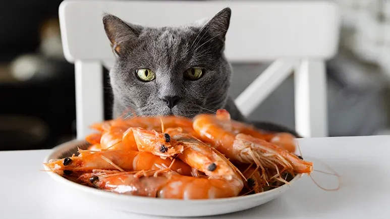 Is This Treat a Purr-fect Snack or a No-Go?