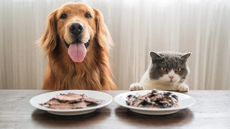 Should You Feed Your Pet Table Scraps? You May Be Surprised