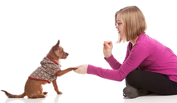 teaching dog new tricks