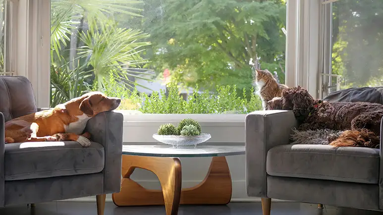 The Everyday Plants That Puts Your Pet at Risk