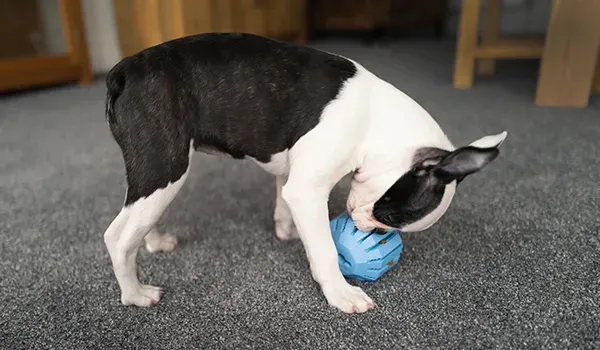 treat-release dog toy