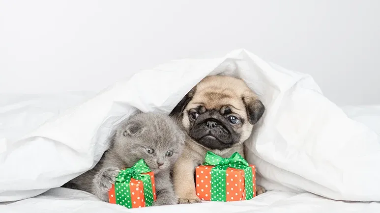 5 Basic Steps to Boost Your Pet's Health This Year