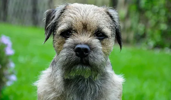border terrier dog
