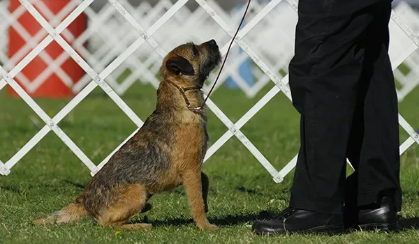 border terrier event