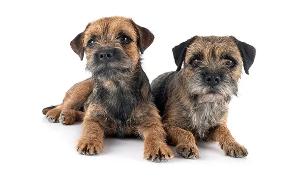 border terrier puppies