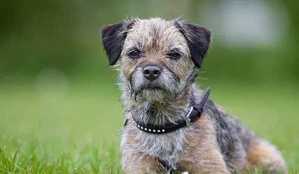 border terrier