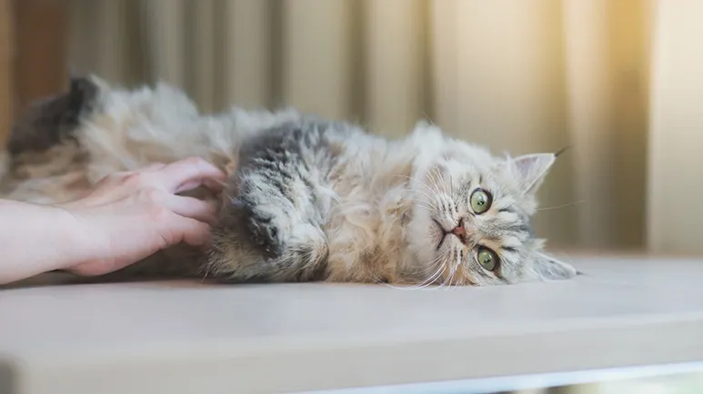 The Overlooked Place Pet Parents Shouldn't Forget to Check