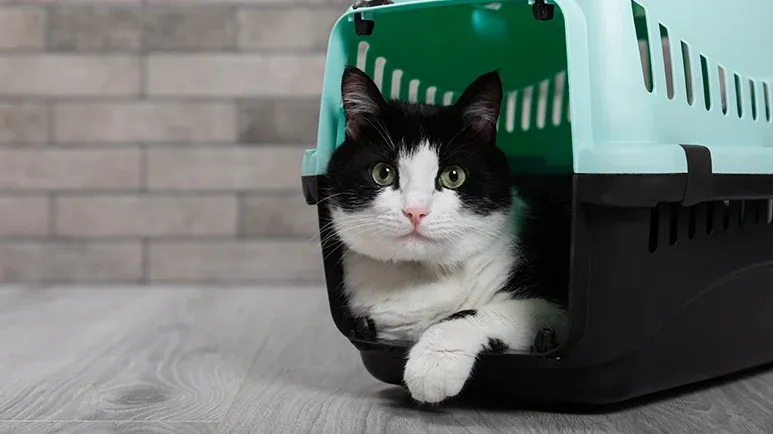 How to Get Your Cat Into a Carrier and Live to Talk About It