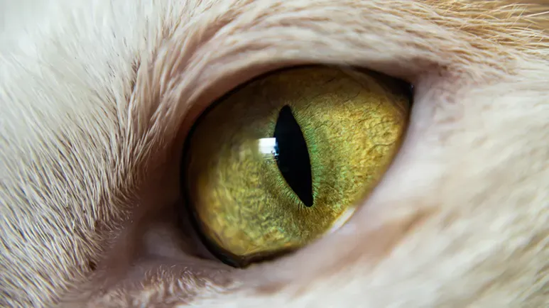 Your Pet's Eye Discomfort Could Become Critical Overnight — Know the Signs