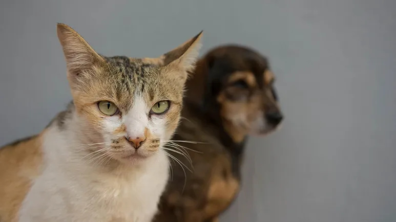 How to Recognize Early Signs of Cognitive Decline