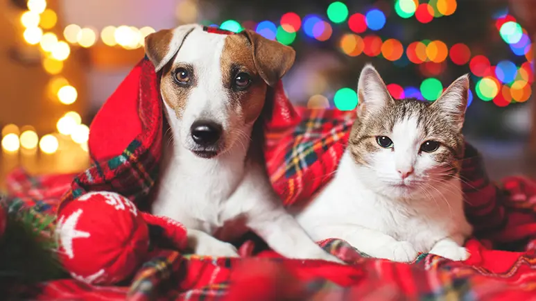 Could Your Holiday Cheer Be Hiding a Hidden Hazard?