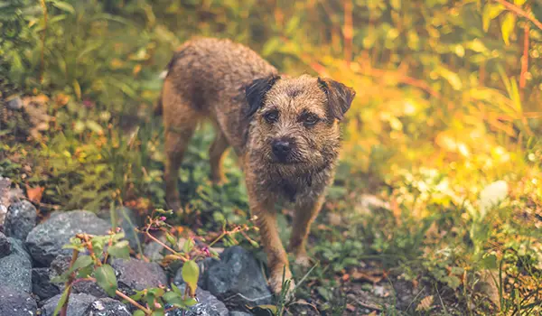 hunting border terrier