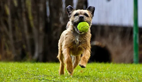 playful border terrier