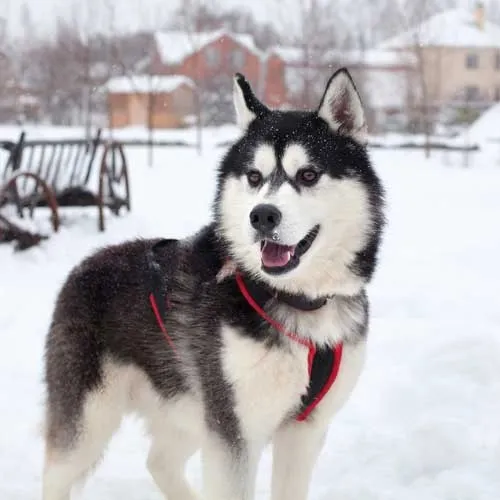 alaskan malamute dog