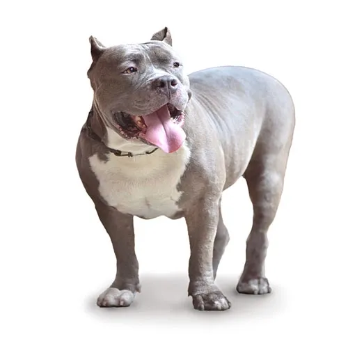 american pitbull dog