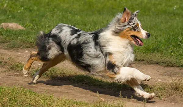 australian shepherd