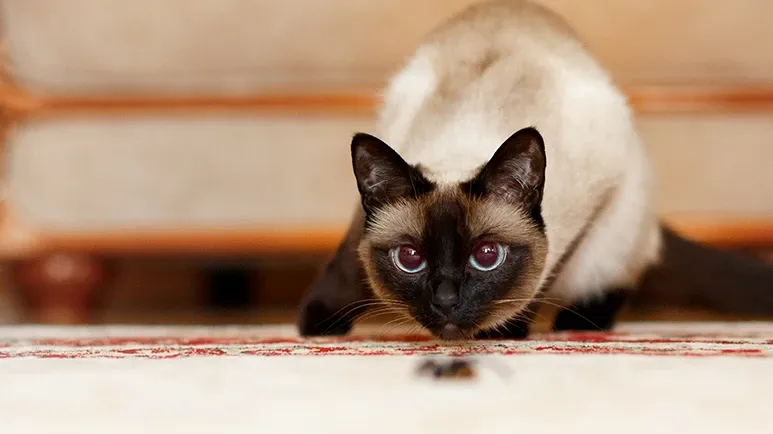 The Behavior That Likely Surprises Cat Owners More Than Anything Else